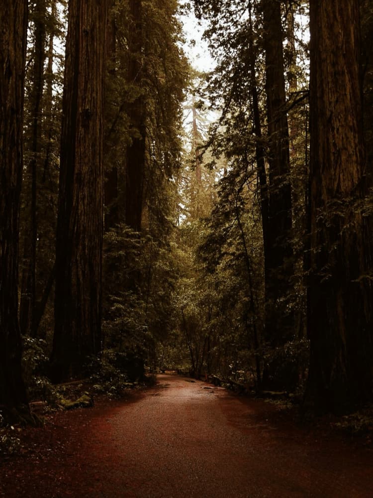 Redwood Forest Trail by Del Mundo Imagery — canvas wall art