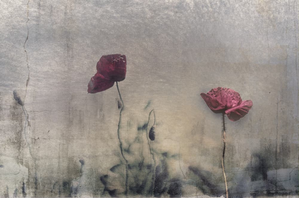 Moody Red Poppies by Desislava Ignatova — canvas wall art
