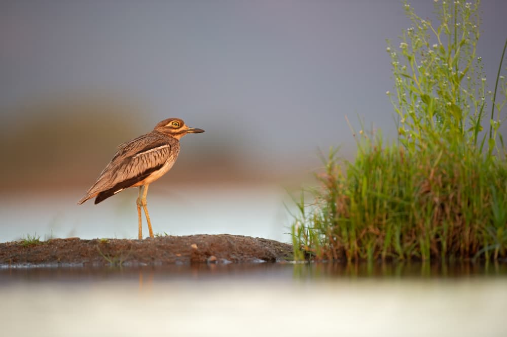 Golden Light Wader by Marco Pozzi — canvas wall art