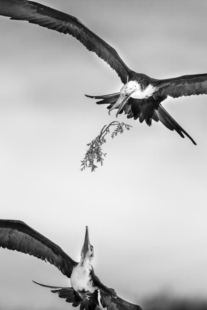 Frigatebird Courtship Flight by Ali Khataw — canvas wall art