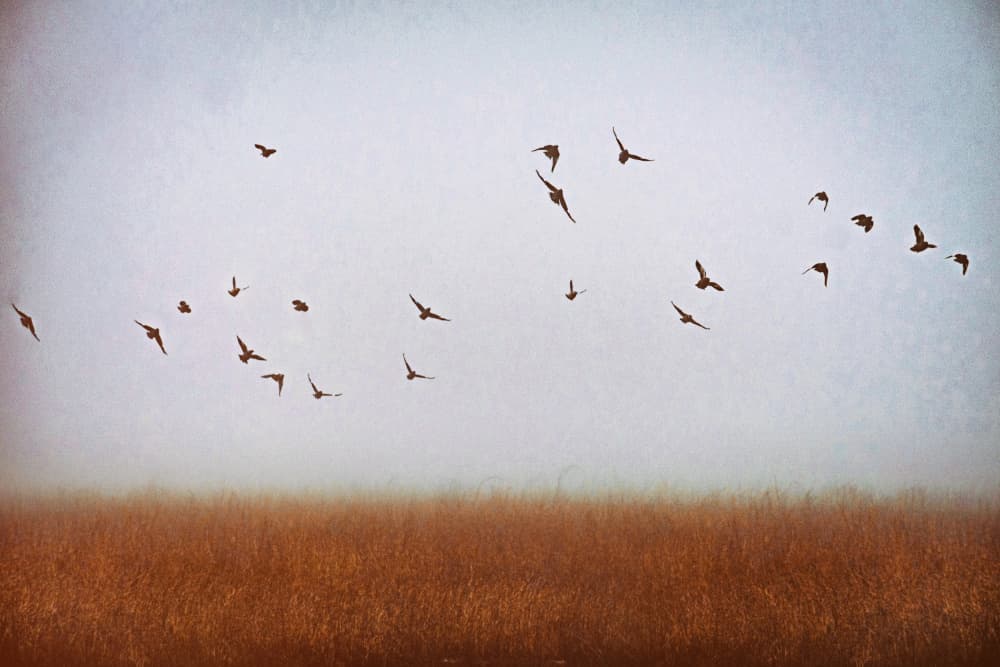 Birds Over Misty Field by Ryan Braxton — canvas wall art