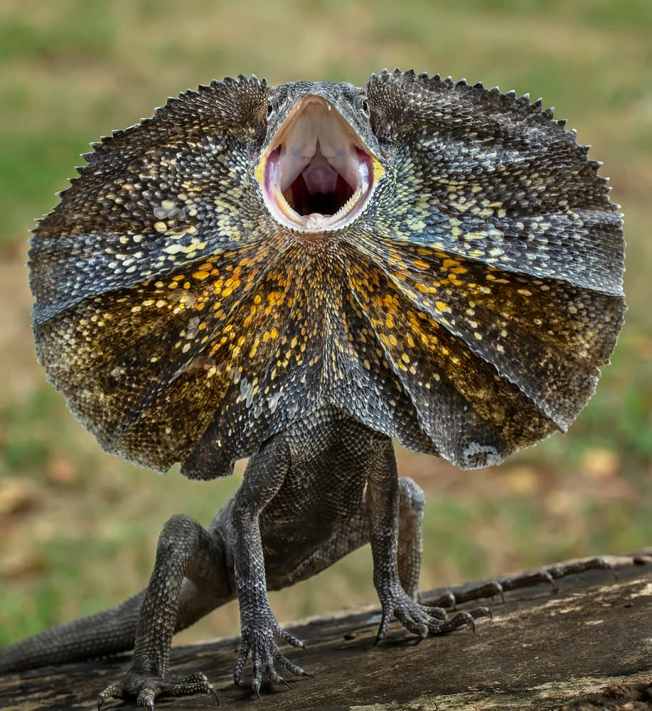 Dramatic Frilled Lizard by Tantoyensen — canvas wall art