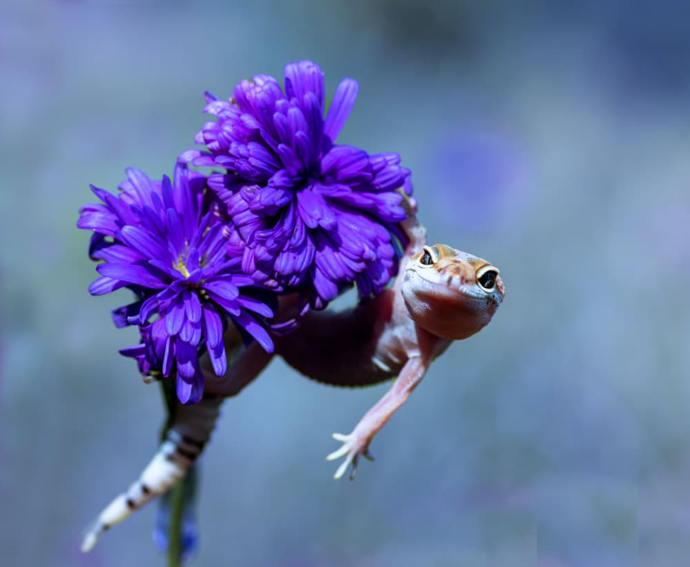 Cute Lizard on Purple Flowers by Sally Widjaja — canvas wall art