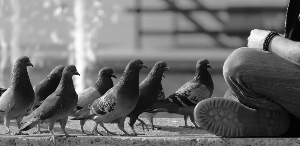 Urban Pigeons Quiet Moment by Jian Wang — canvas wall art