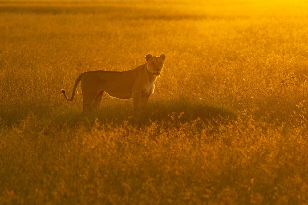 Golden Hour Lioness by Roberto Marchegiani — canvas wall art
