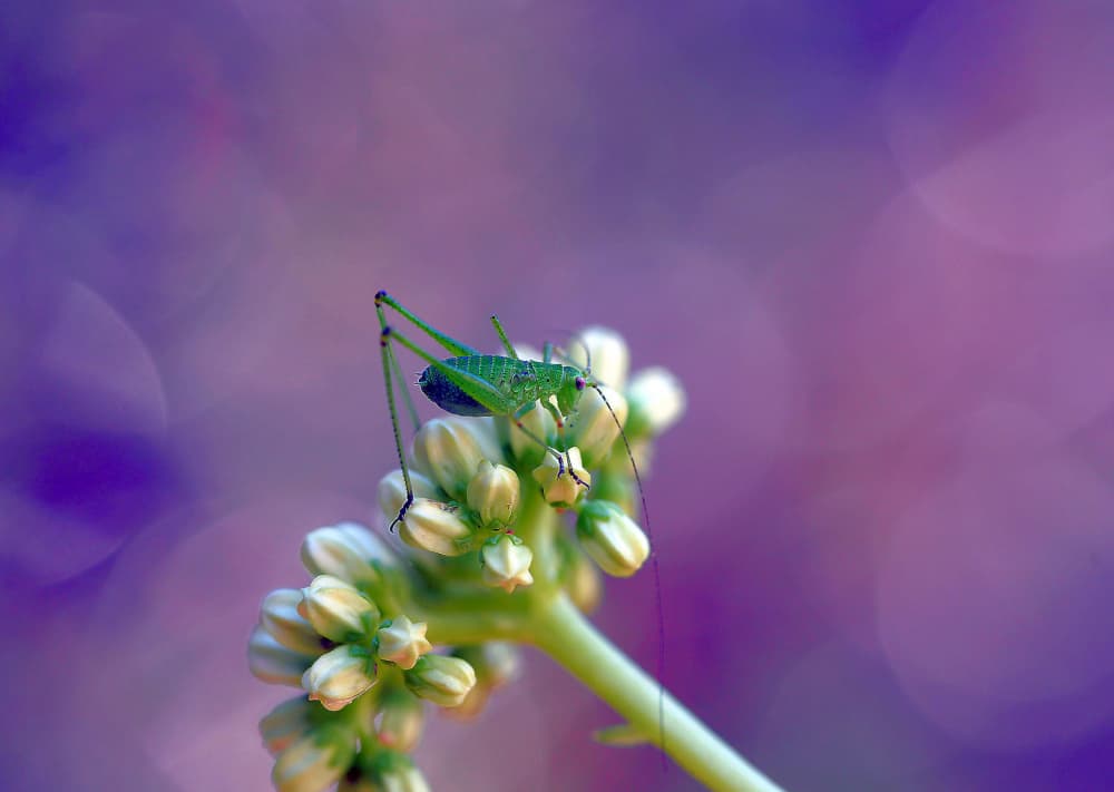 Green Insect on Bloom by Thierry Dufour — canvas wall art