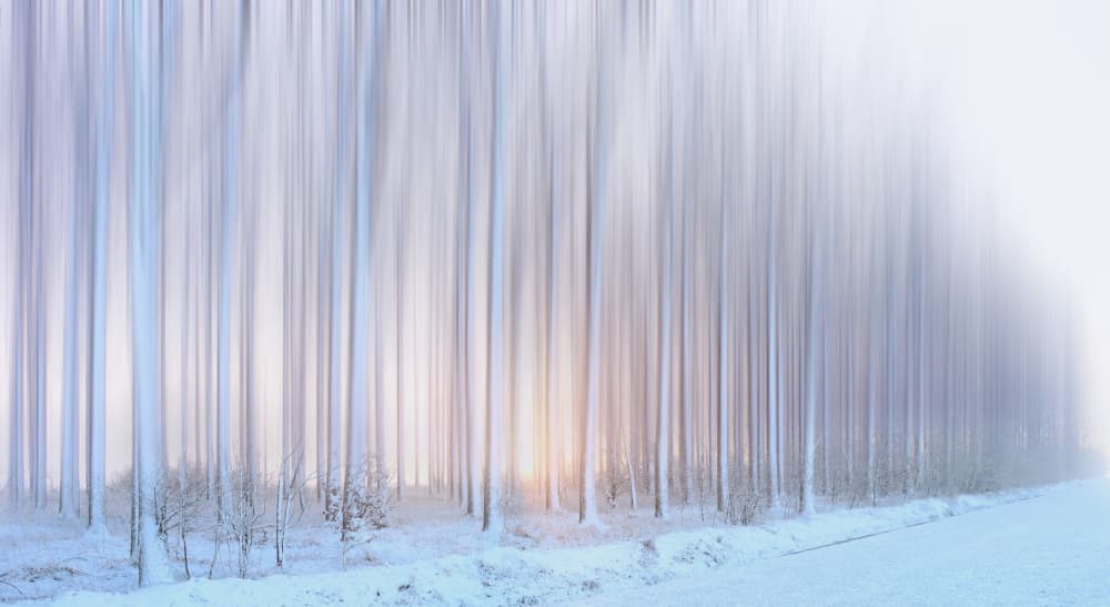 Abstract Winter Forest by Hilda van der Lee — canvas wall art