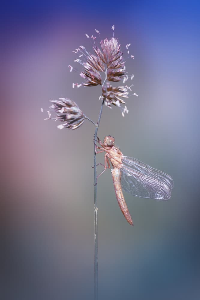 Ethereal Dragonfly Perched by Fabrizio Daminelli — canvas wall art