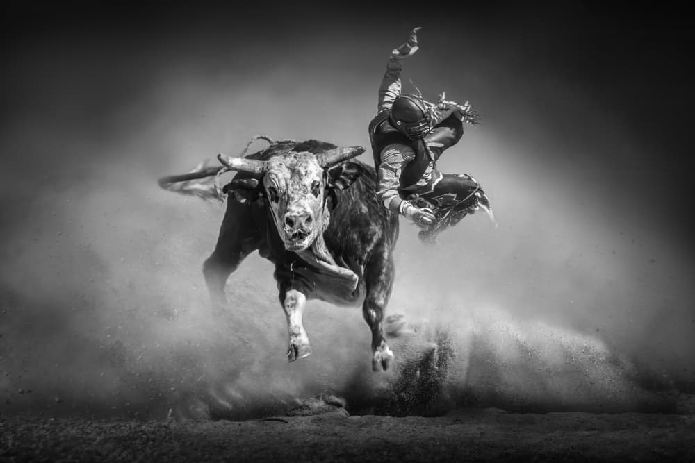 Wild Bull Ride by Irene Wu — canvas wall art