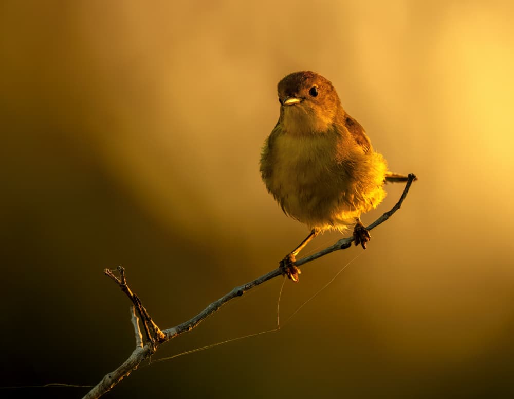 Golden Hour Bird by Jie Jin — canvas wall art