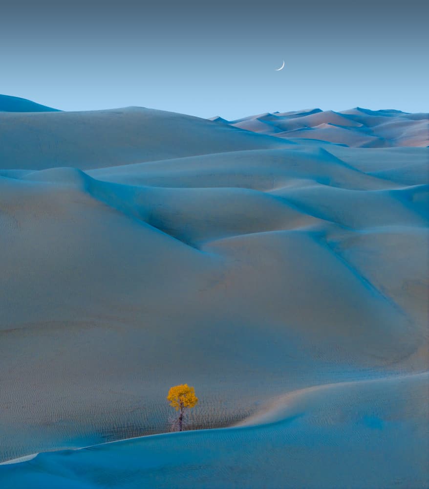 Golden Tree Desert Moon by Bingo Z — canvas wall art