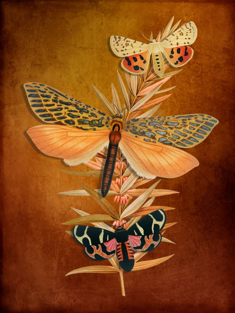Vintage Botanical Moths by Marja van den Hurk — canvas wall art