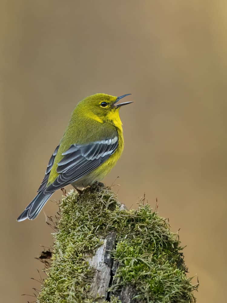 Singing Green Warbler by Robert Zhang — canvas wall art