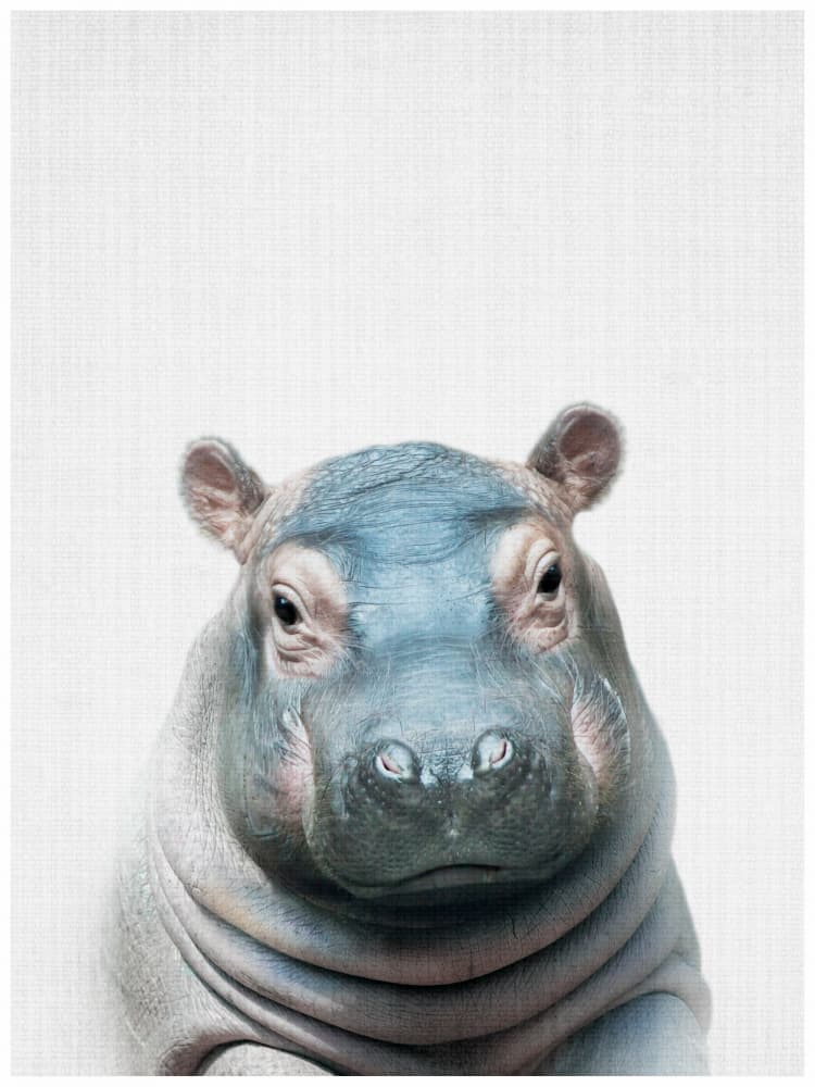 Baby Hippo Portrait by Lila & Lola — canvas wall art