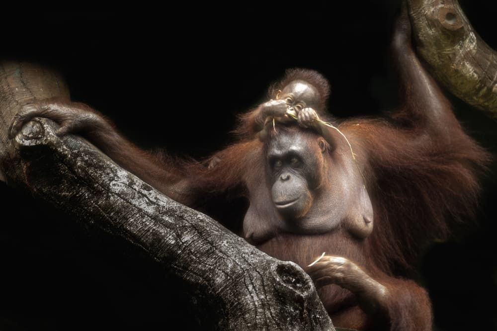 Orangutan Mother and Baby by Sally Widjaja — canvas wall art