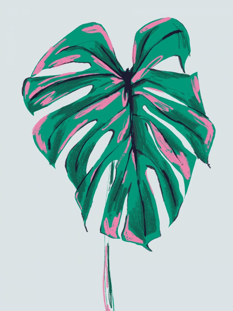 Vibrant Pink Green Monstera by Francesco Gulina — canvas wall art