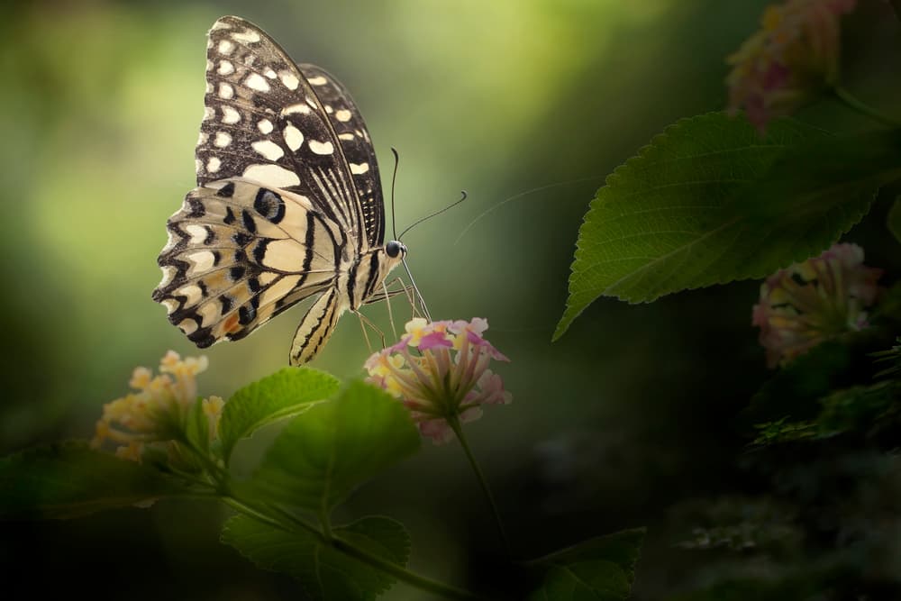 Peaceful Butterfly Perch by Fauzan Maududdin — canvas wall art