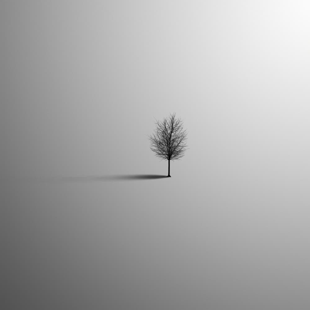 Bare Tree Shadow by Hadi Malijani (Malenjani) — canvas wall art