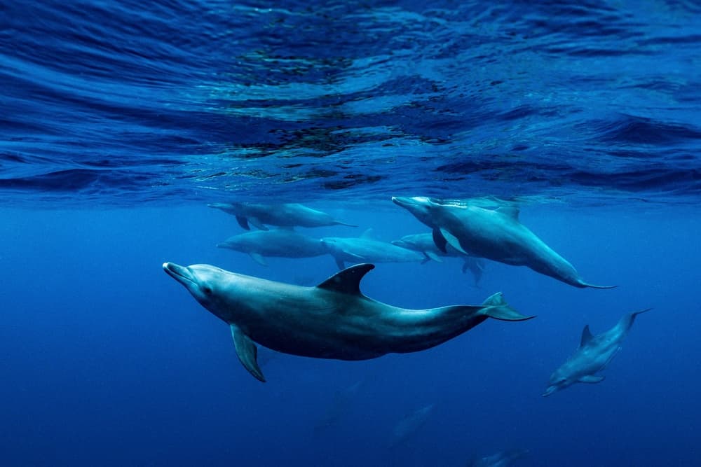 Wild Dolphins Underwater by Serge Melesan — canvas wall art