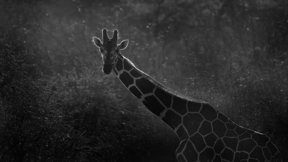 Elegant Backlit Giraffe by MIN LI — canvas wall art