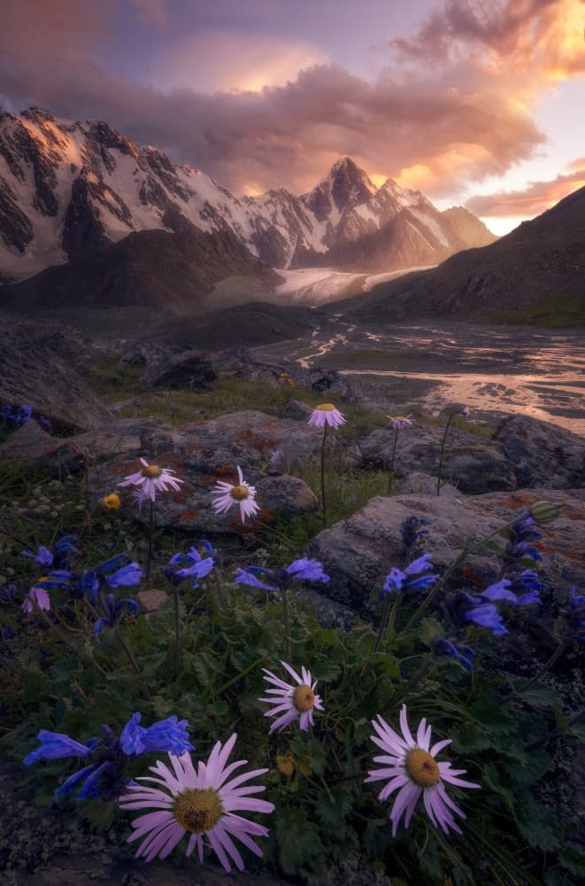 Majestic Alpine Sunset Blooms by Damon Hao — canvas wall art