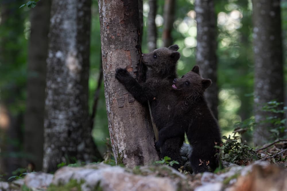 Playful Bear Cubs by Bjoern Alicke — canvas wall art