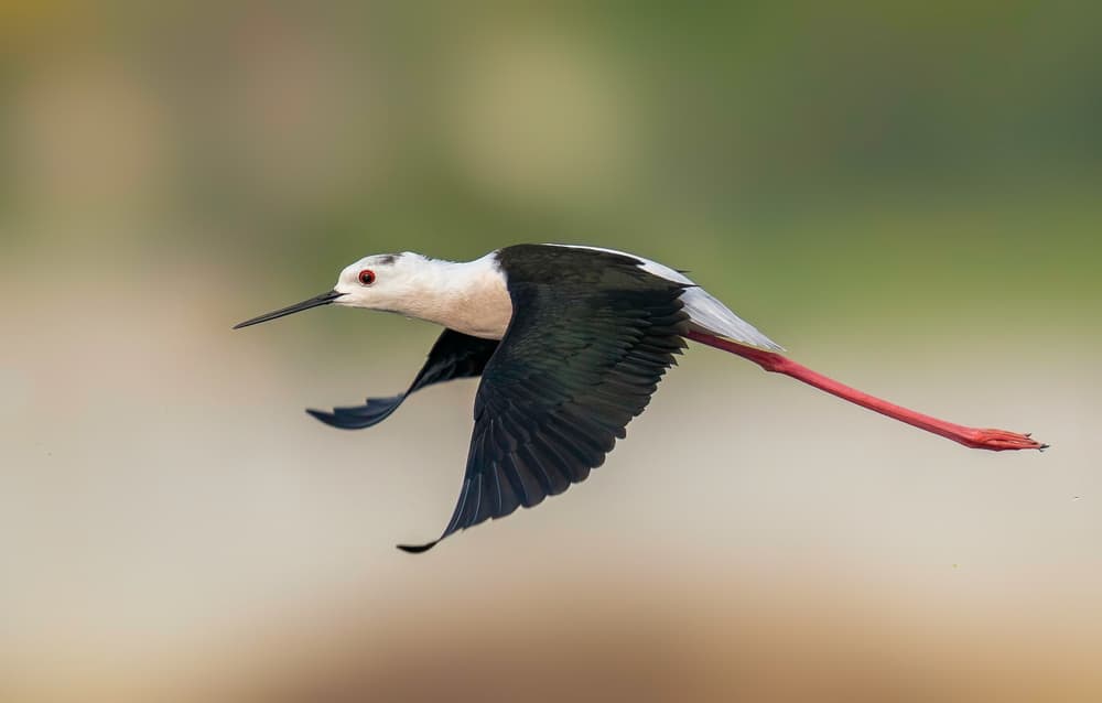 Black-winged Stilt in Flight by Rajat Dhesi — canvas wall art