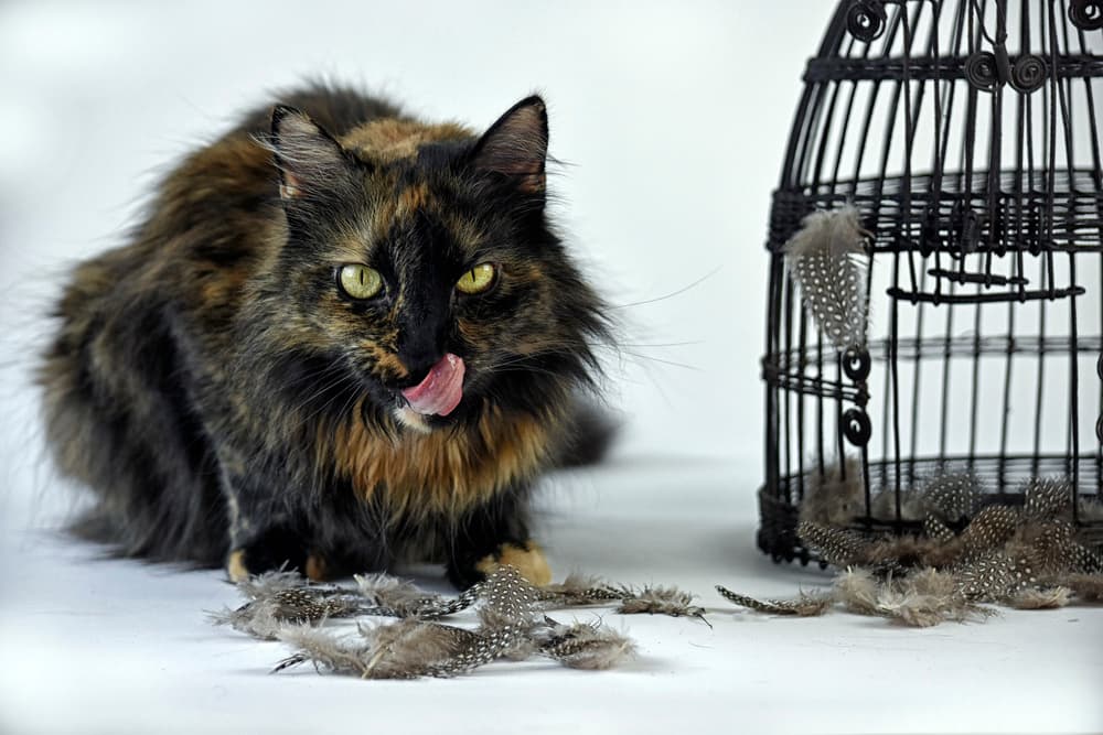 Satisfied Cat With Feathers by Jane Lyons — canvas wall art