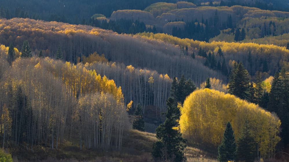 Golden Aspen Forest by 李从军 / Austin Li — canvas wall art