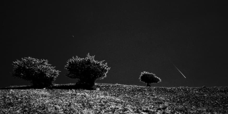 Celestial Horizon Trees by Codrin Lupei — canvas wall art