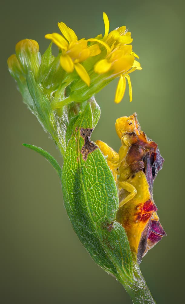 Camouflaged Crab Spider by Atul Saluja — canvas wall art