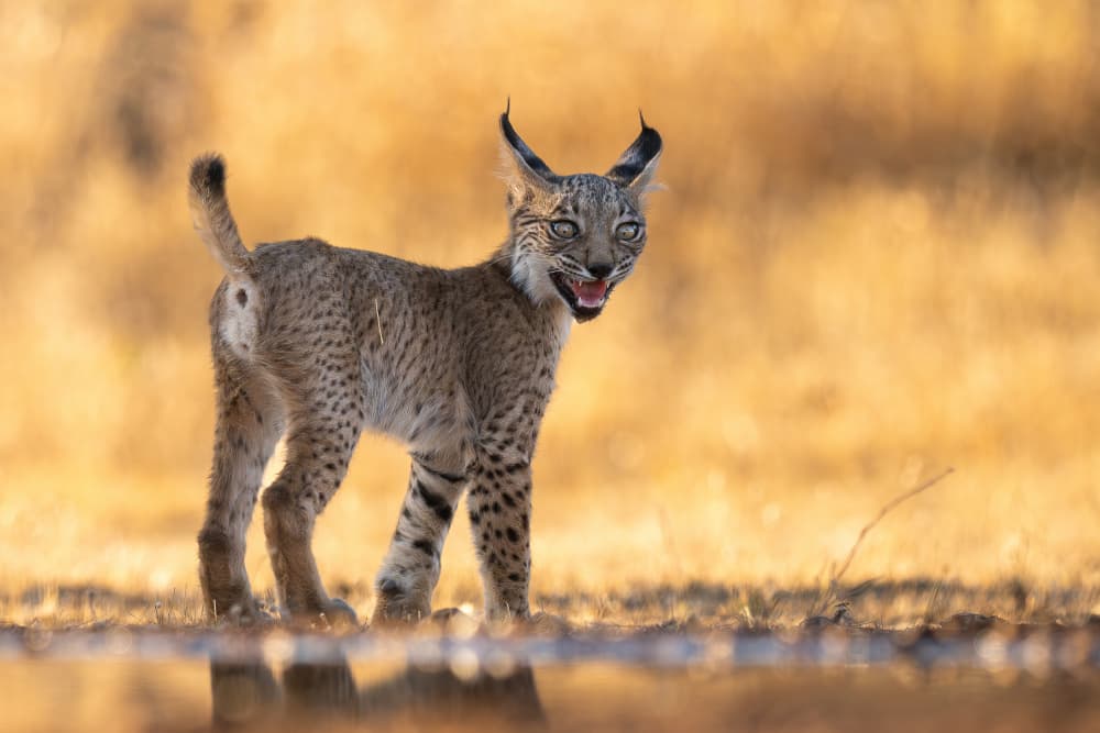 Curious Lynx Cub by Jose Curto — canvas wall art