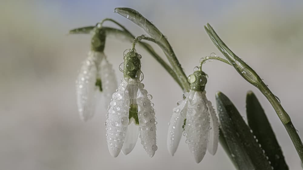 Dewy White Snowdrops by Marie-anne Stas — canvas wall art