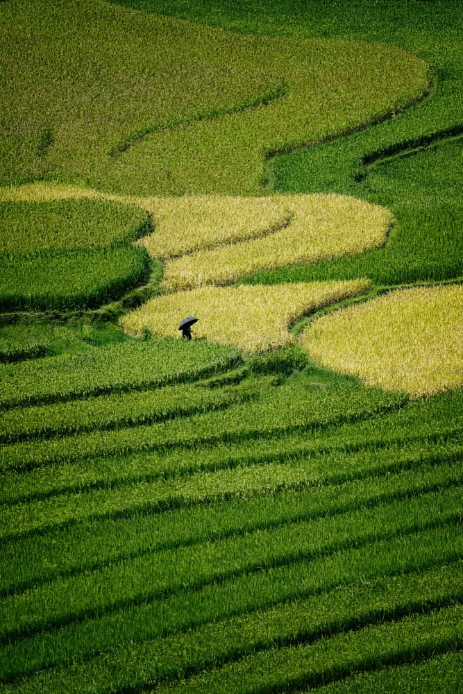 Lush Terraced Rice Fields by Gina Buliga — canvas wall art