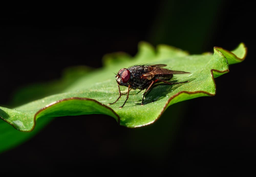 Fly On Green Leaf by Bruce Li — canvas wall art