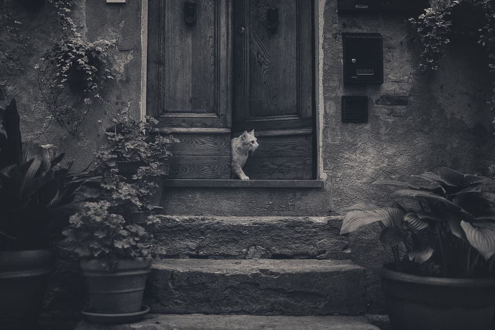 Peeking Cat Doorway by Rostovskiy Anton — canvas wall art