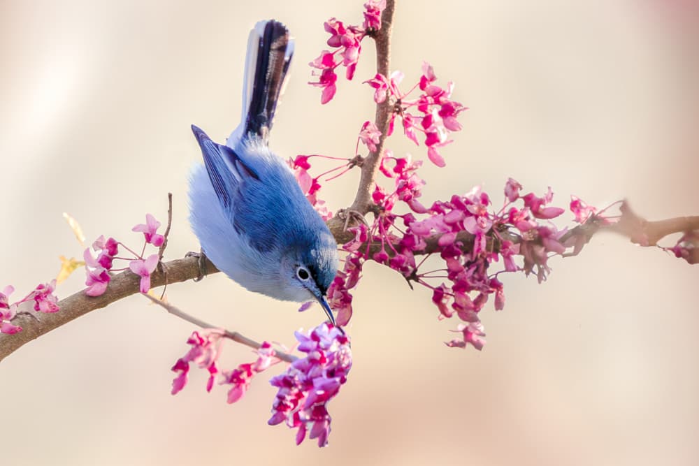 Blue Bird Pink Blossoms by ZY Zhang — canvas wall art