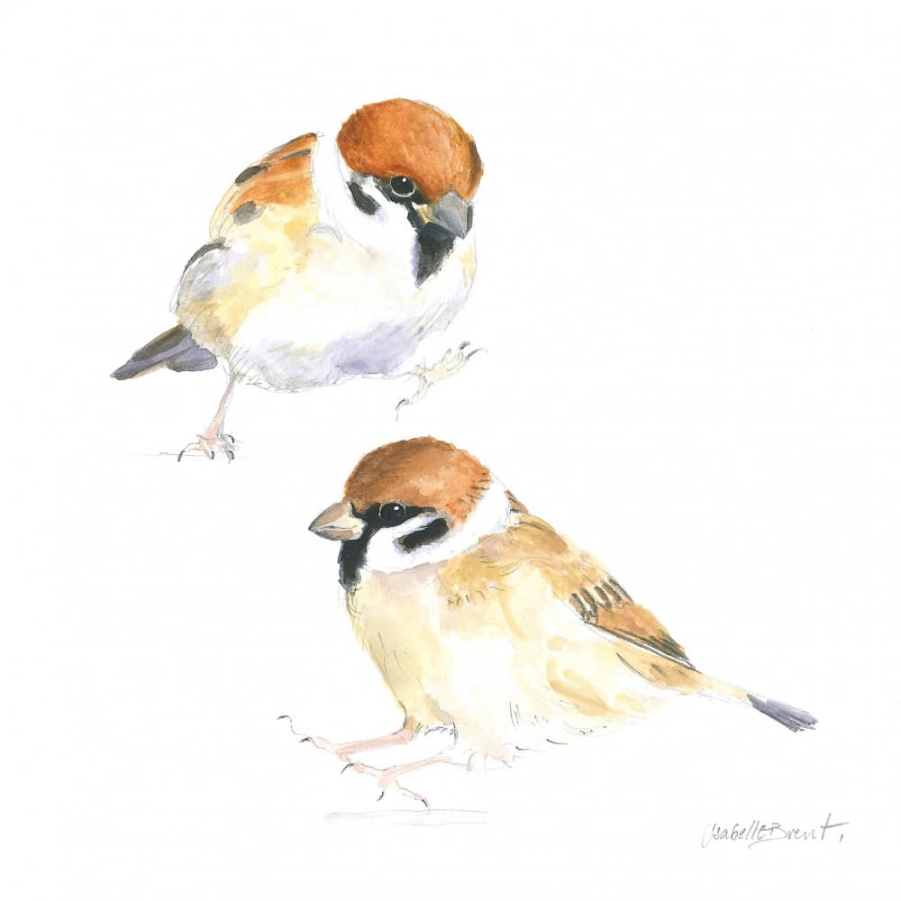 Little Sparrows by Isabelle Brent — canvas wall art