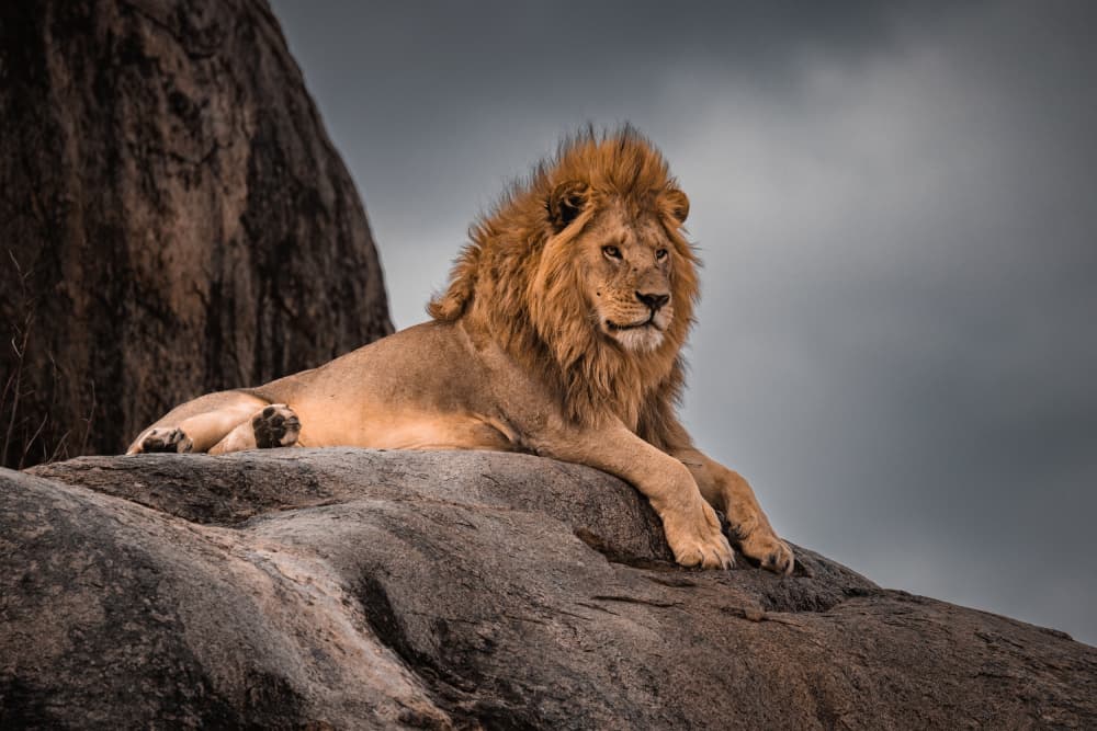 Regal African Lion by Ali Khataw — canvas wall art