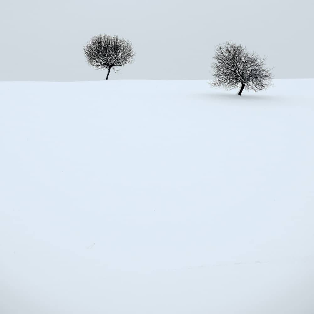 Minimalist Winter Trees by Renate Wasinger — canvas wall art