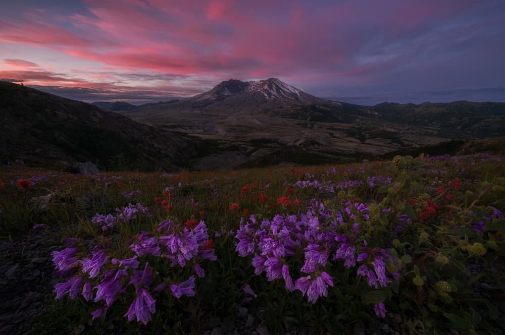 Mount St Helens Wildflower Sunset by Lydia Jacobs — canvas wall art
