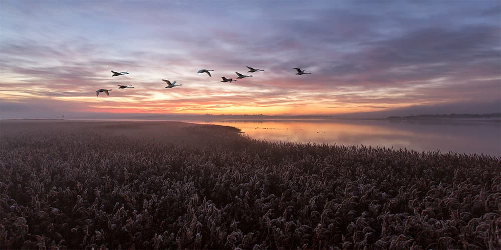 Sunrise Birds in Flight by Leif Løndal — canvas wall art