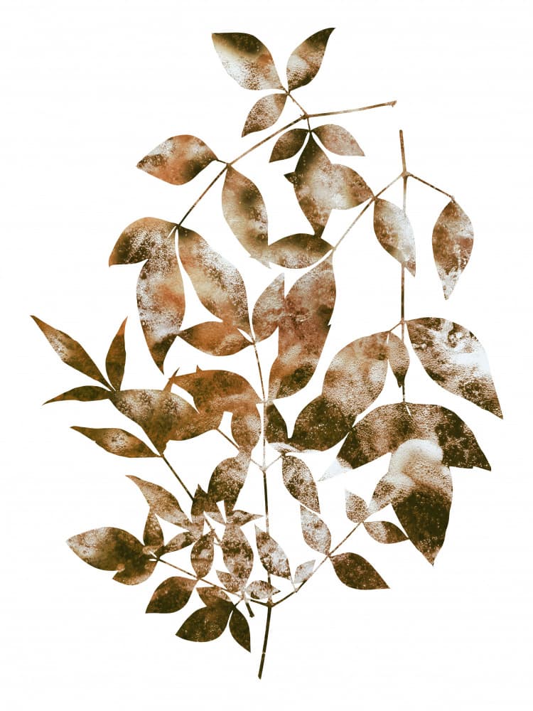 Earthy Abstract Leaves by Angelo Cerantola — canvas wall art