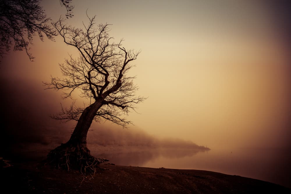 Foggy Lake Solitary Tree by Kilian CabGuy — canvas wall art