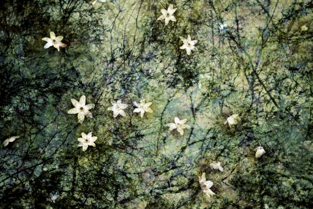 Floating White Blossoms by Christina Sillen — canvas wall art