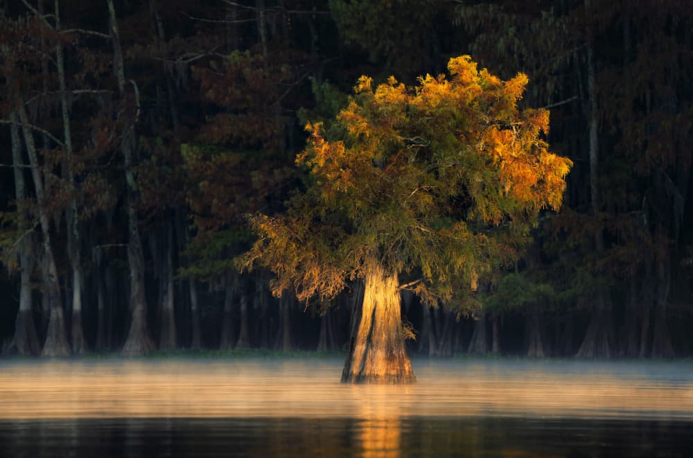 Golden Cypress Tree Mist by Abbas Ali Amir — canvas wall art