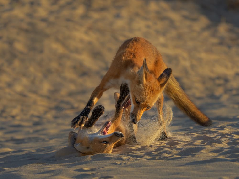 Foxes Playing In Sand by Ruiqing P. — canvas wall art