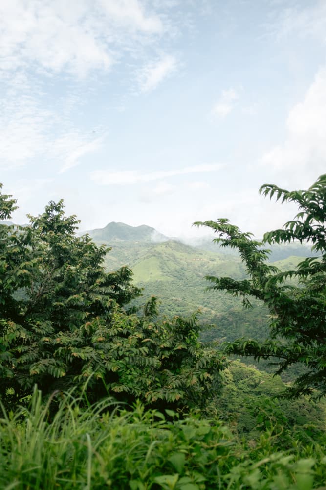 Greens of Monteverde Costa Rica by Raisa Zwart — canvas wall art