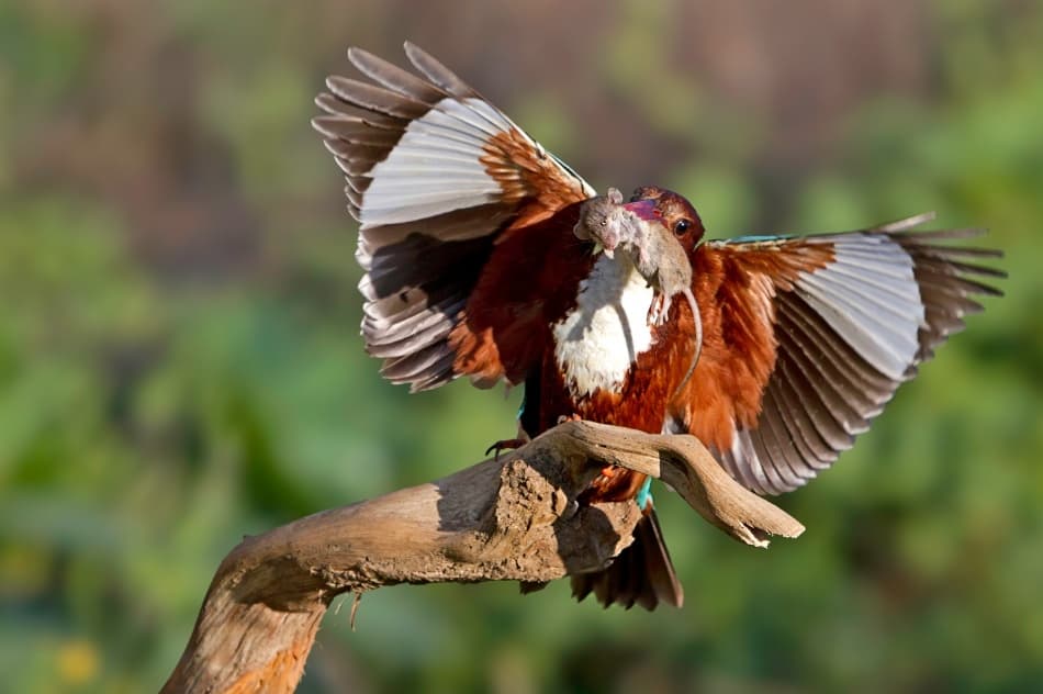 Kingfisher Catches Prey by Amnon Eichelberg — canvas wall art