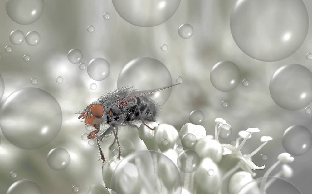 Delicate Fly Amidst Bubbles by Thierry Dufour — canvas wall art